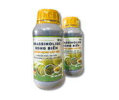 BRASSINOLIDE RONG BIỂN