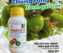 ROBUSTUS SC - CHỐNG RỤNG XANH GAI TRÁI