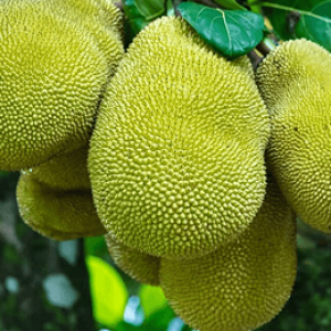 ky-thuat-cham-mit-ra-qua-triu-canh-trai-to-nang-suat-cao