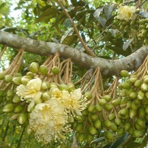 cac-buoc-lam-bong-sau-rieng-hieu-qua-cho-nang-suat-cao