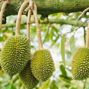 tat-tan-tat-cach-chong-rung-trai-sau-rieng-hieu-qua