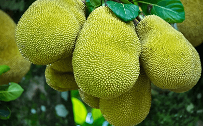 Kỹ Thuật Chăm Mít Ra Quả Trĩu Cành, Trái To, Năng Suất Cao