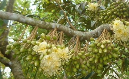 Các Bước Làm Bông Sầu Riêng Hiệu Quả Cho Năng Suất Cao