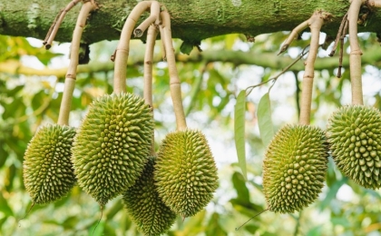 Tất Tần Tật Cách Chống Rụng Trái Sầu Riêng Hiệu Quả