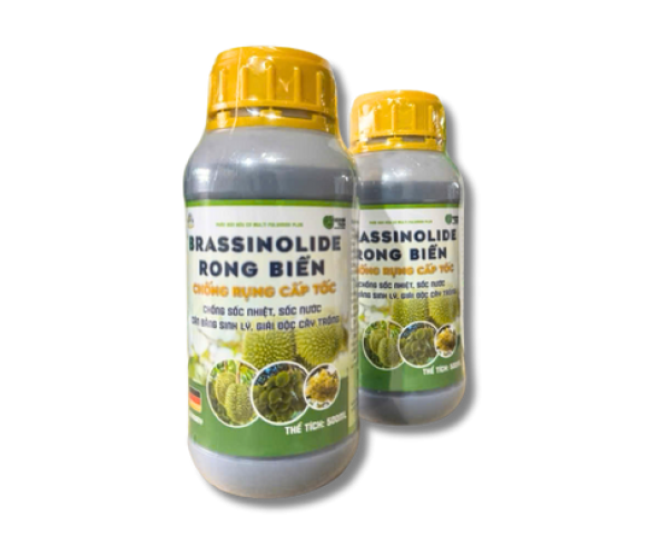 BRASSINOLIDE RONG BIỂN