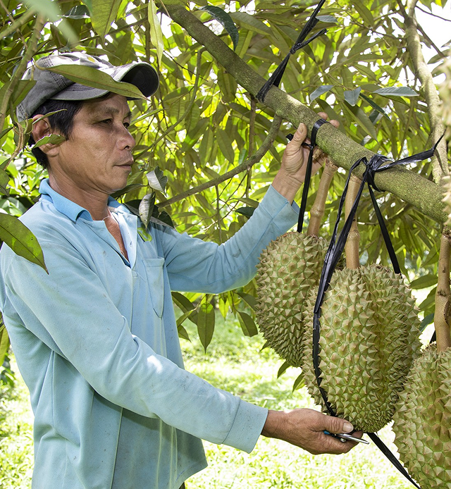 NÔNG NGHIỆP THANH THẢO